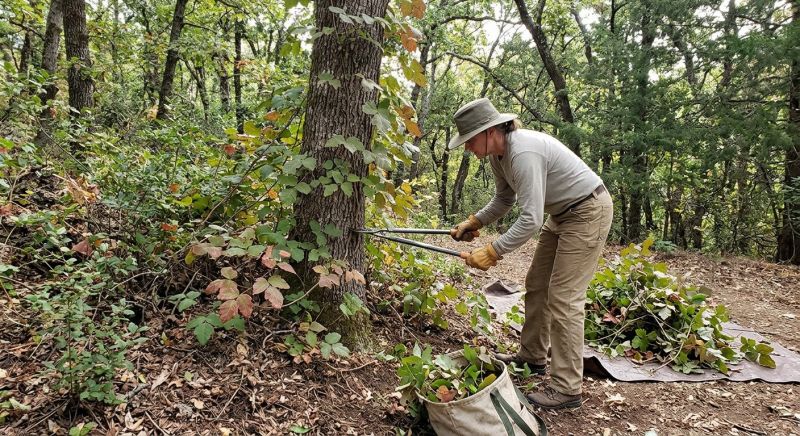Hemlock Removal in Philadelphia, PA