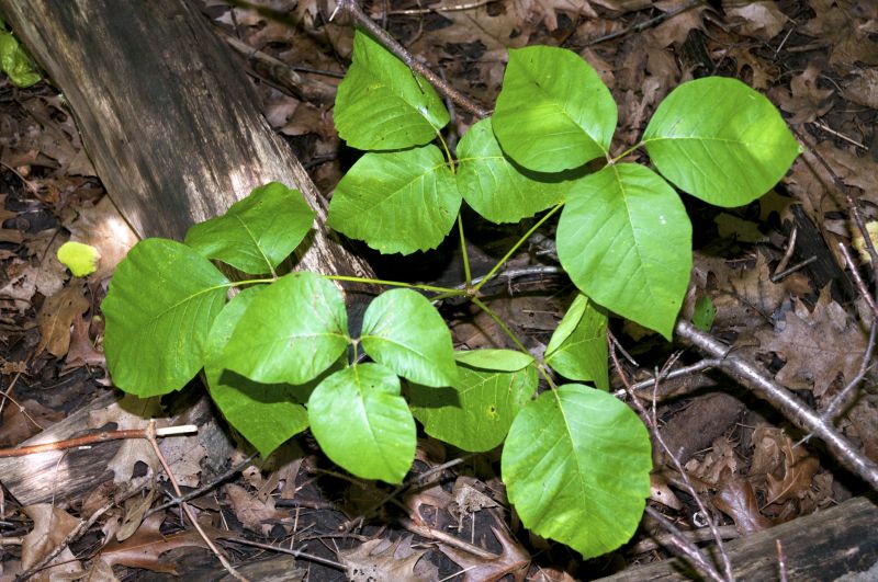 Poison Ivy Removal