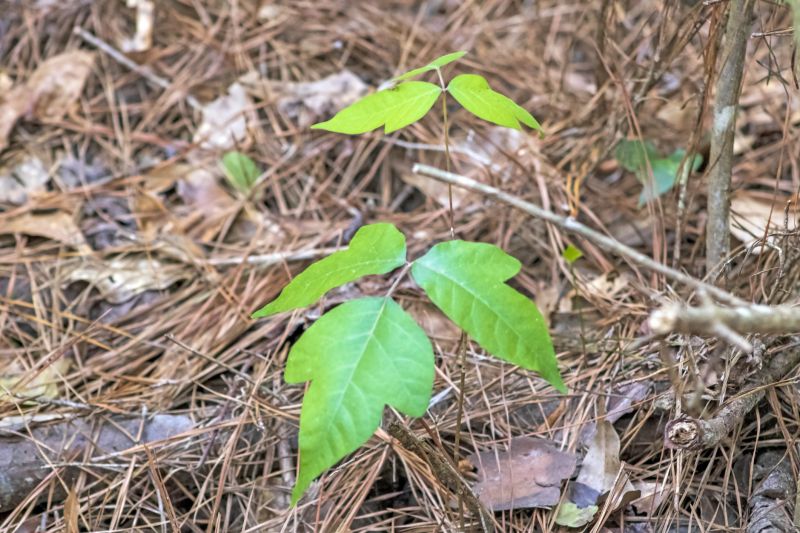 Poison Oak Removal in Harford County, MD